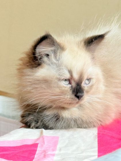 น้องแมวหิมาลายันชาย รูปที่ 3