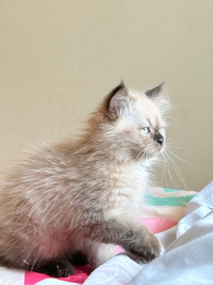 น้องแมวหิมาลายันชาย รูปที่ 5