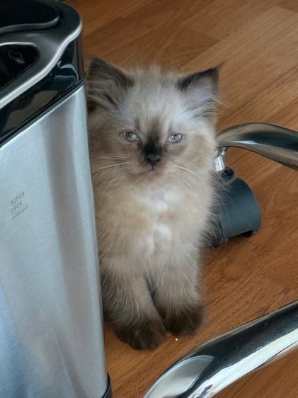 น้องแมวหิมาลายันชาย รูปที่ 6