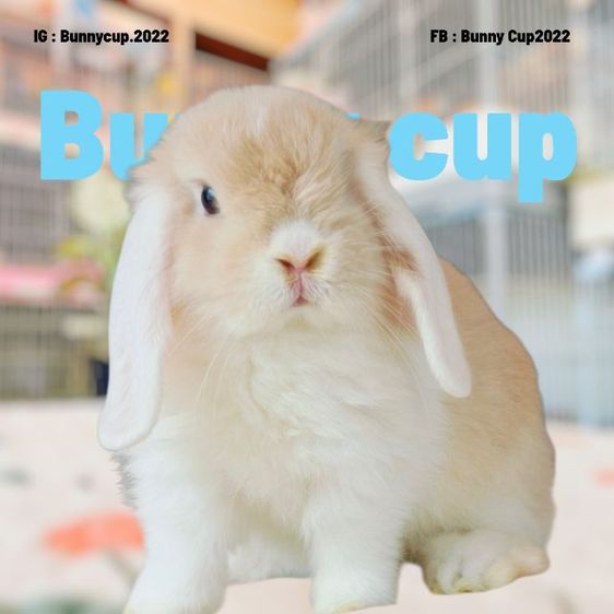 กระต่าย HL รูปที่ 12