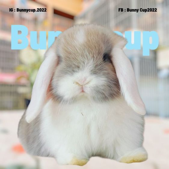 กระต่าย HL รูปที่ 4