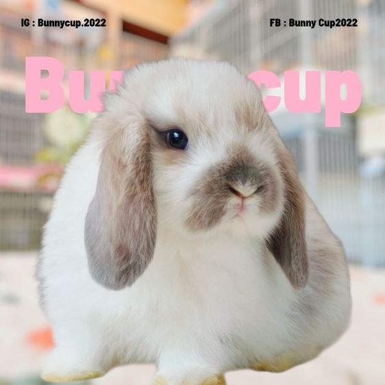 กระต่าย HL รูปที่ 7