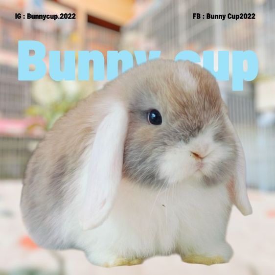 กระต่าย HL