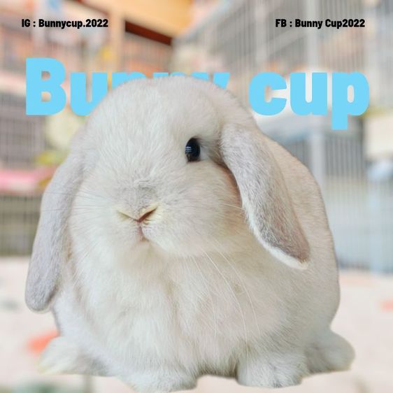 กระต่าย HL รูปที่ 6