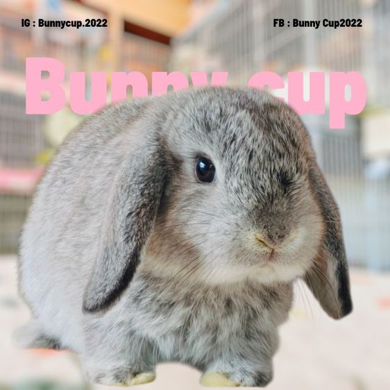 กระต่าย HL รูปที่ 13