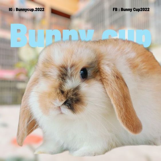 กระต่าย HL รูปที่ 5