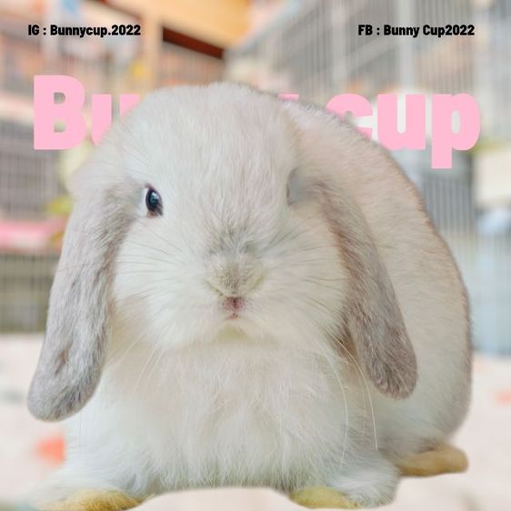 กระต่าย HL รูปที่ 8