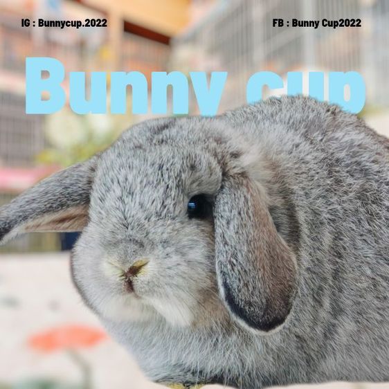 กระต่าย HL รูปที่ 3