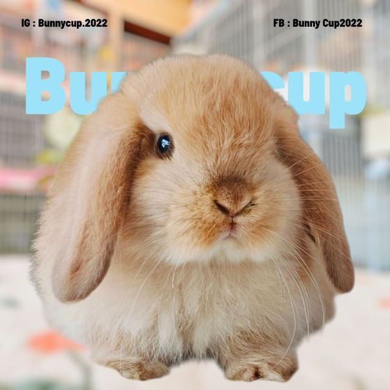 กระต่าย HL รูปที่ 2