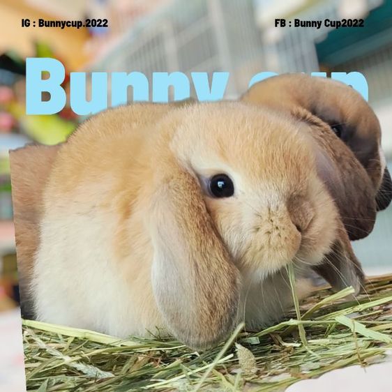 กระต่าย HL รูปที่ 8