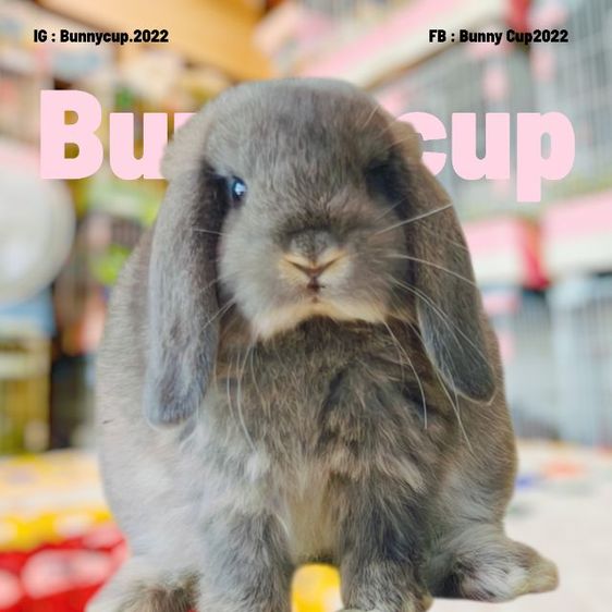 กระต่าย HL รูปที่ 9