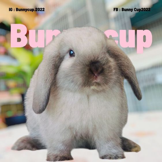 กระต่าย HL รูปที่ 6