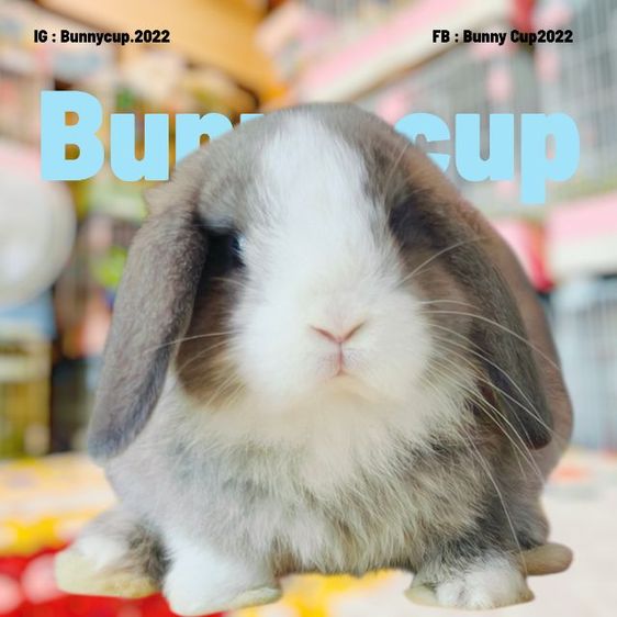 กระต่าย HL รูปที่ 10