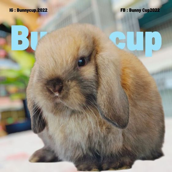 กระต่าย HL รูปที่ 2