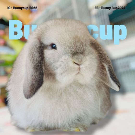 กระต่าย HL