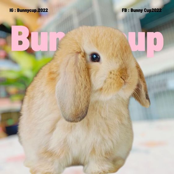 กระต่าย HL รูปที่ 7