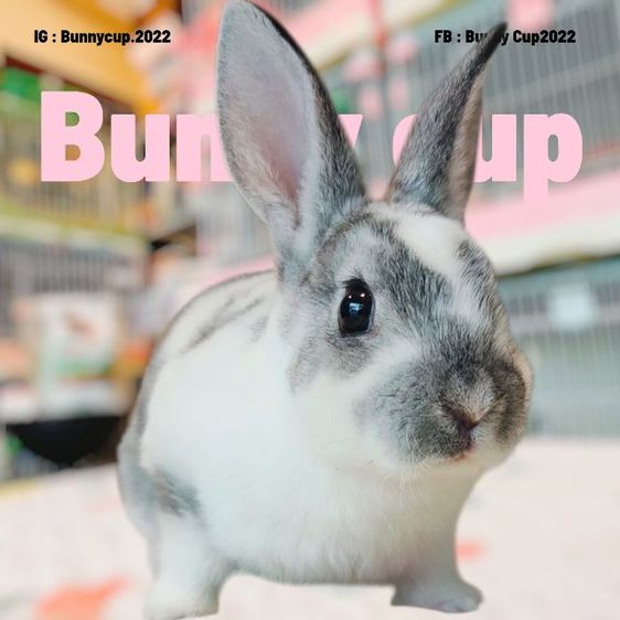 กระต่ายขนกำมะหยี่ รูปที่ 5