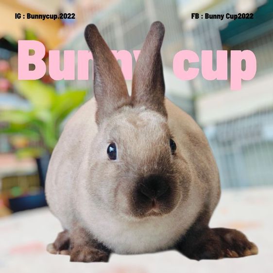 กระต่ายขนกำมะหยี่ รูปที่ 3