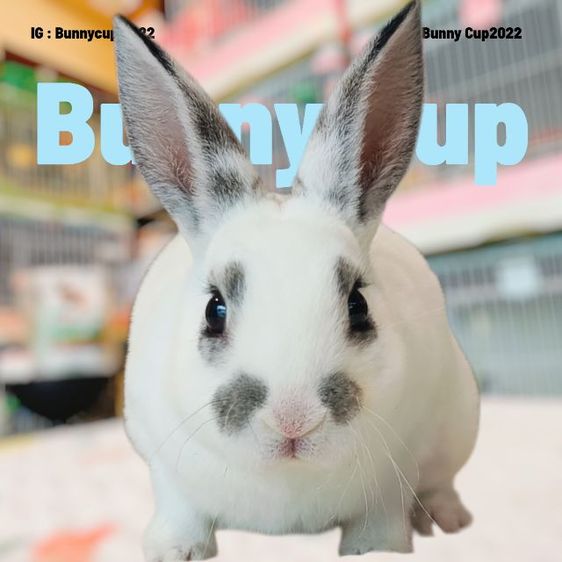 กระต่ายขนกำมะหยี่ รูปที่ 4