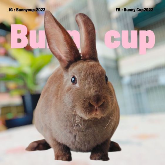 กระต่ายขนกำมะหยี่