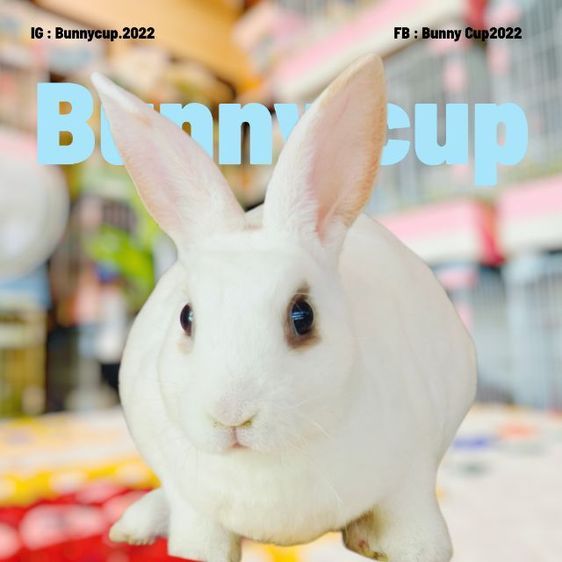 กระต่ายขนกำมะหยี่ รูปที่ 2