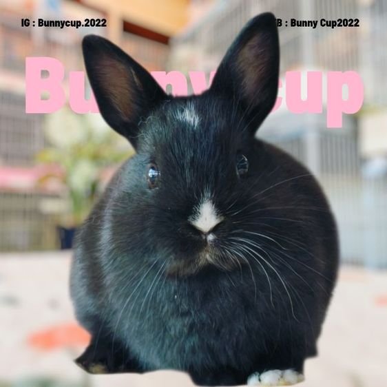 กระต่าย ND รูปที่ 5