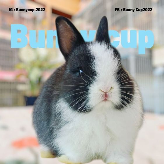 กระต่าย ND