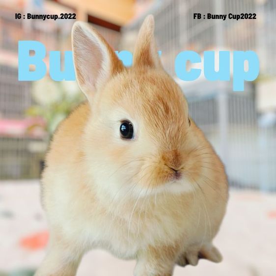 กระต่าย ND รูปที่ 7