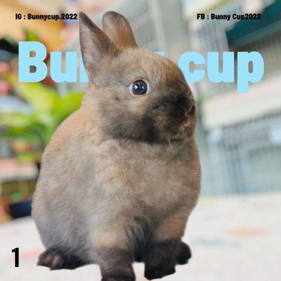 กระต่าย ND รูปที่ 9