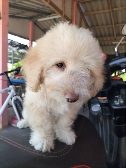 ลูกหมา รูปที่ 7