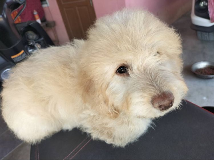 ลูกหมา รูปที่ 3