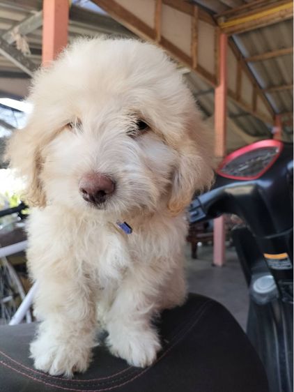 ลูกหมา รูปที่ 6