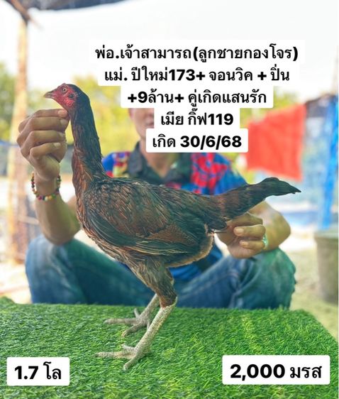 ไก่ชน