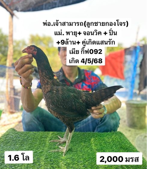 ไก่ชน รูปที่ 2