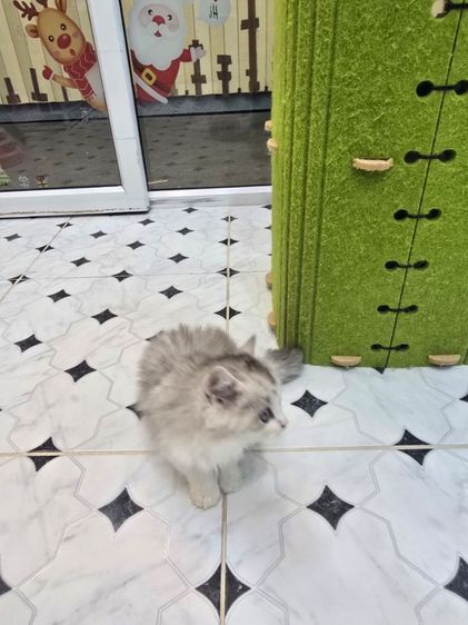 scottish longhaired รูปที่ 5