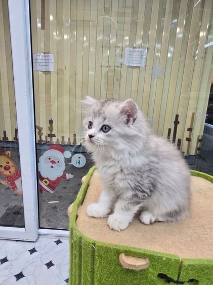 scottish longhaired รูปที่ 2