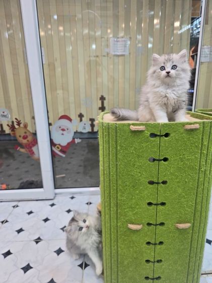 scottish longhaired รูปที่ 8