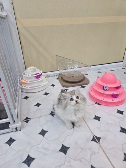 สก็อตติช โฟลด์ (Scottish Fold) scottish longhaired