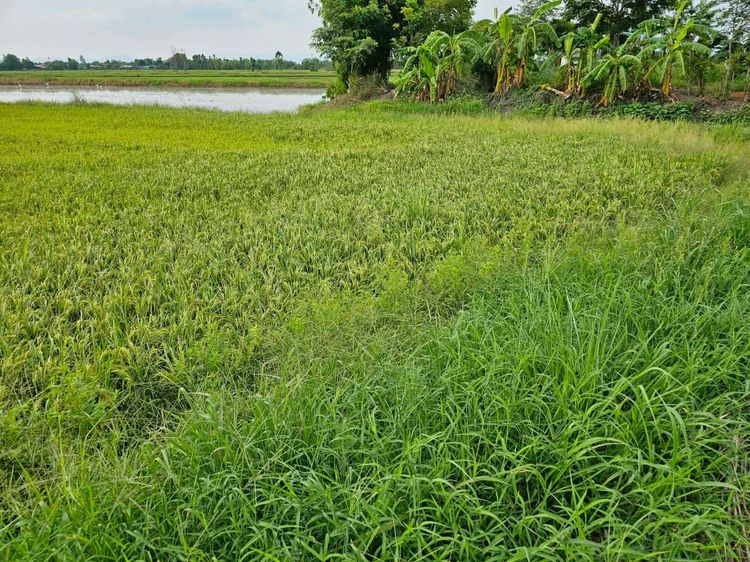 ขายที่ดินทำนา  หมู่ 3 ตำบลท่าเรือ อำเภอปากพลี จังหวัดนครนายก รูปที่ 4