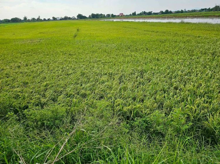 ขายที่ดินทำนา  หมู่ 3 ตำบลท่าเรือ อำเภอปากพลี จังหวัดนครนายก รูปที่ 3