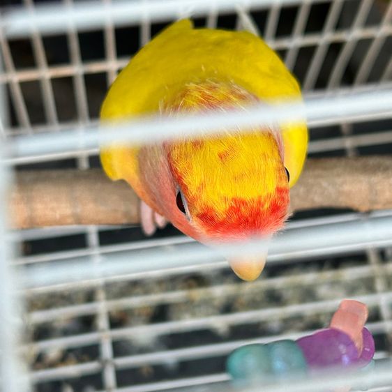 กรงนก พร้อมนกเลิฟเบิร์ด1ตัว(ได้อุปกรณ์ทุกอย่างทั้งหมด) รูปที่ 16