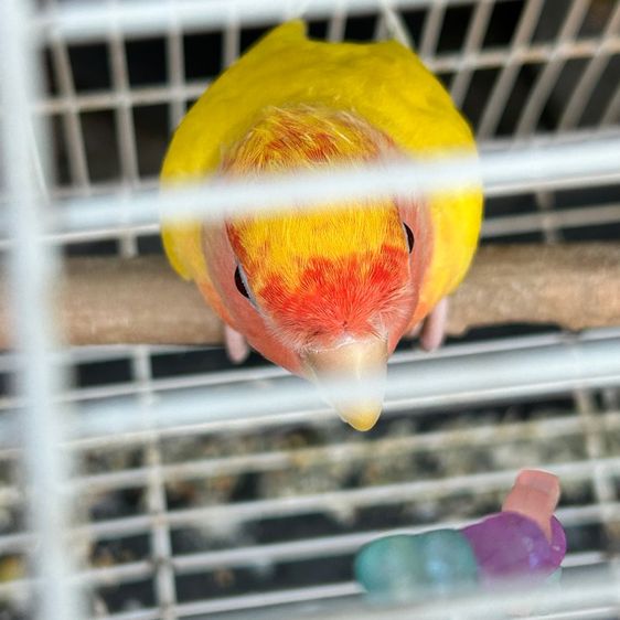 กรงนก พร้อมนกเลิฟเบิร์ด1ตัว(ได้อุปกรณ์ทุกอย่างทั้งหมด) รูปที่ 15