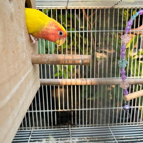 กรงนก พร้อมนกเลิฟเบิร์ด1ตัว(ได้อุปกรณ์ทุกอย่างทั้งหมด) รูปที่ 9