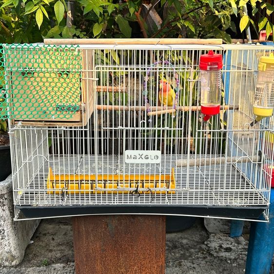 กรงนก พร้อมนกเลิฟเบิร์ด1ตัว(ได้อุปกรณ์ทุกอย่างทั้งหมด) รูปที่ 7