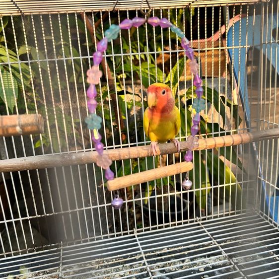 กรงนก พร้อมนกเลิฟเบิร์ด1ตัว(ได้อุปกรณ์ทุกอย่างทั้งหมด) รูปที่ 11