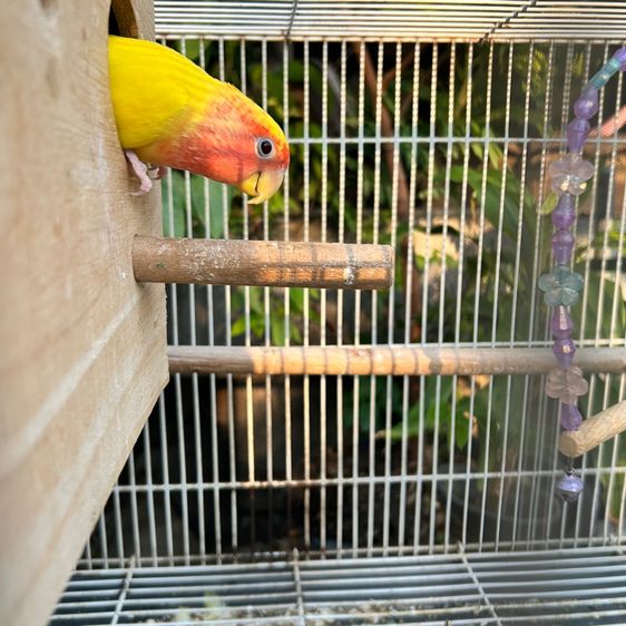 กรงนก พร้อมนกเลิฟเบิร์ด1ตัว(ได้อุปกรณ์ทุกอย่างทั้งหมด) รูปที่ 8