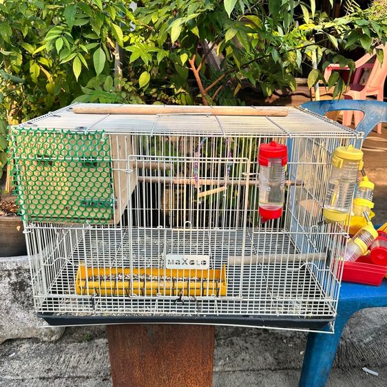 กรงนก พร้อมนกเลิฟเบิร์ด1ตัว(ได้อุปกรณ์ทุกอย่างทั้งหมด) รูปที่ 5