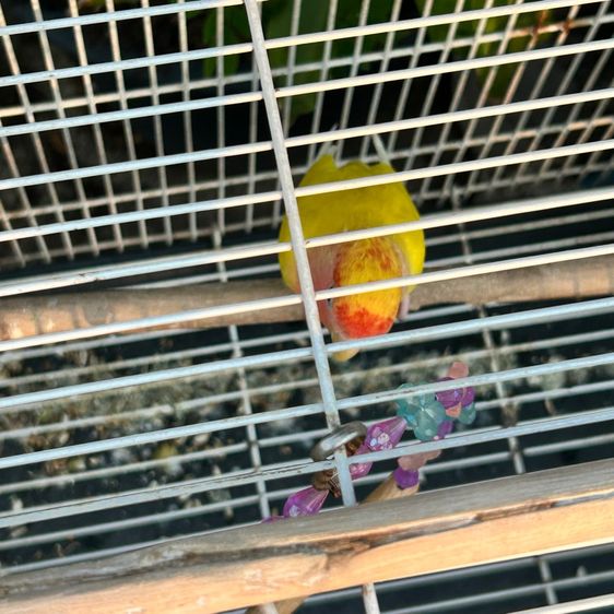 กรงนก พร้อมนกเลิฟเบิร์ด1ตัว(ได้อุปกรณ์ทุกอย่างทั้งหมด) รูปที่ 14