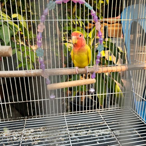กรงนก พร้อมนกเลิฟเบิร์ด1ตัว(ได้อุปกรณ์ทุกอย่างทั้งหมด) รูปที่ 10