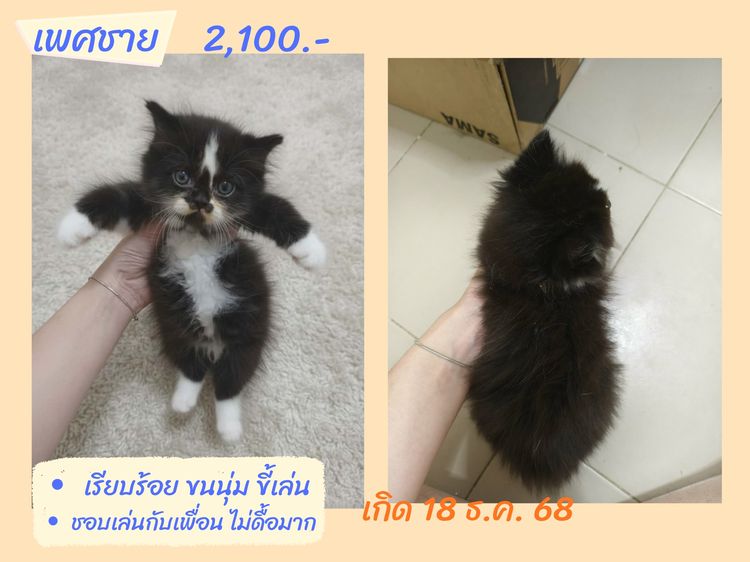 สก็อตติช โฟลด์ (Scottish Fold) ลูกแมวสก็อตติชโฟลด์แท้ เรทแบ่งเลี้ยง